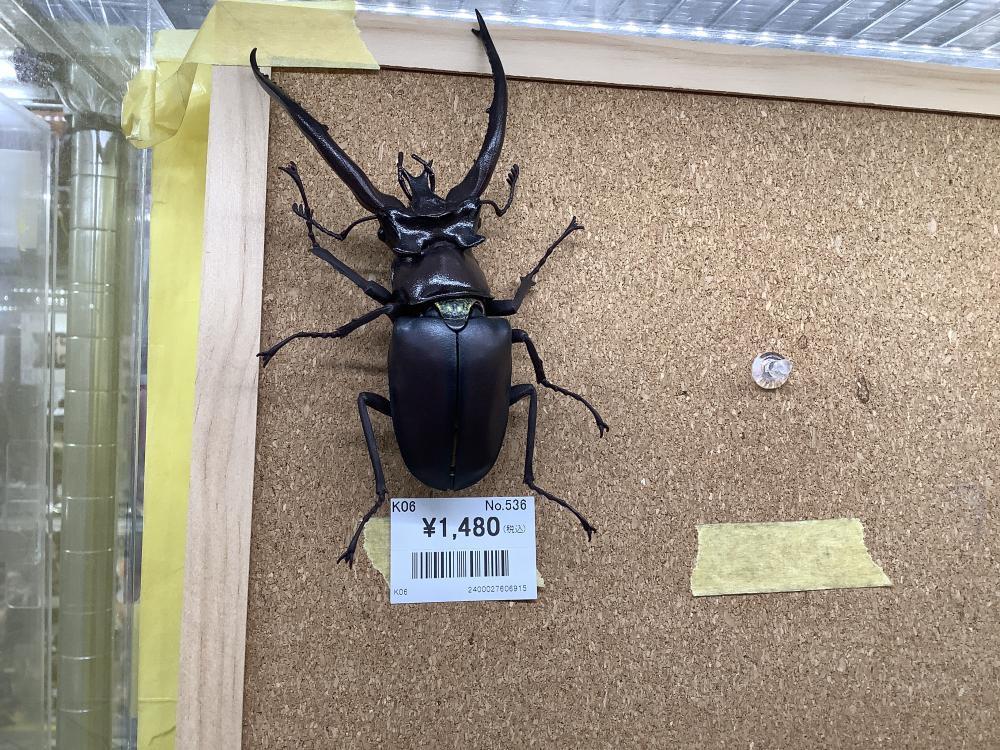 生き物大図鑑　ガチャガチャ